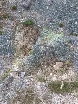 Photo 3 of 3 from the St. John's trails and roadsides (general) post, May 6, 2021