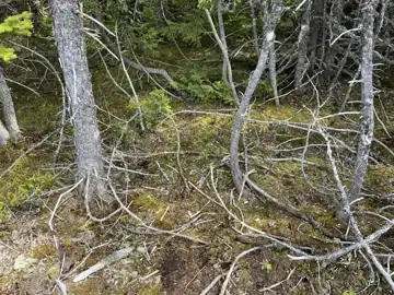 Photo 2 of 2 from the St. John's trails and roadsides (general) post, May 20, 2023