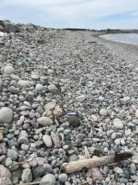 Photo 4 of 5 from the Lance Cove shoreline, CBS post, April 1, 2026